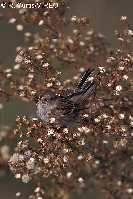 American Tree Sparrow c22-32-028.jpg